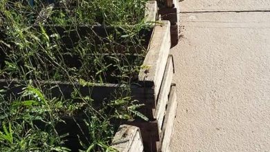 Photo of Fw: EL MUNICIPIO DE CASTELLI INCORPORARÁ 500 ALGARROBOS EN RUTA CIRCUNVALACIÓN Y ACCESOS