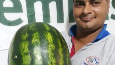 Photo of Fw: PRODUCTOR DE CASTELLI EXPORTÓ SANDÍAS A PARAGUAY