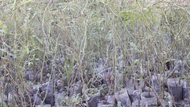 Photo of Fw: EL MUNICIPIO DE CASTELLI INCORPORA 10 MIL PLANTINES DE ALGARROBO DONADOS POR EL IIFA